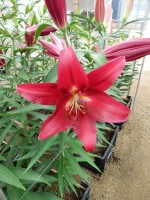 [5605 VH35 No02.JPG]